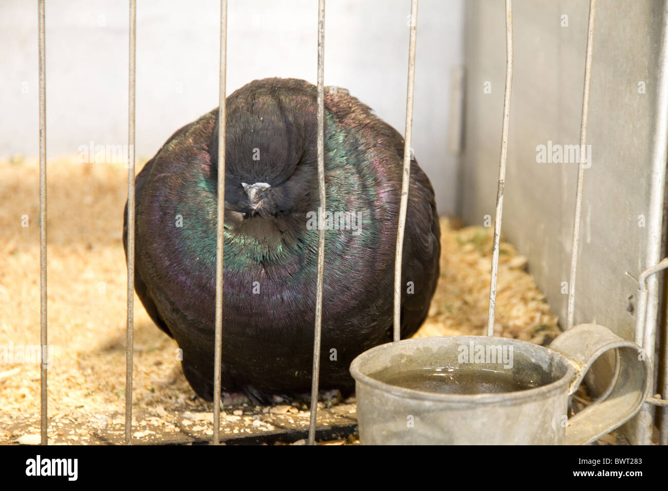 Tumbler pigeon in a cage awaiting to be judged at a show Stock Photo