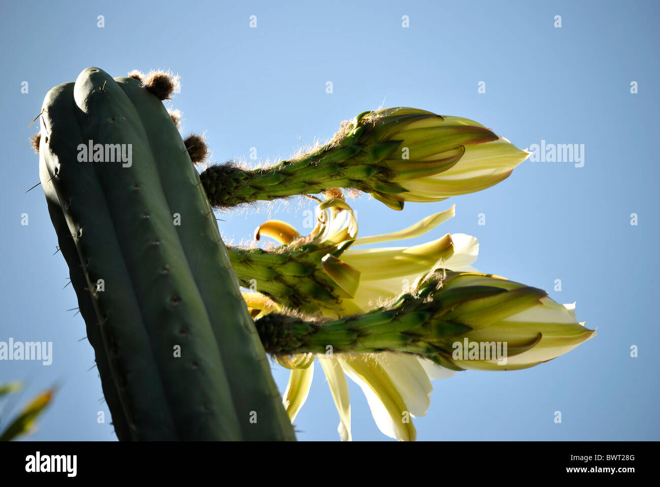 Chilean Cactus flowering Stock Photo