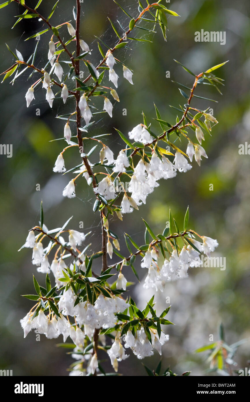 White flowers in the Australian bush, Royal National Park, Australia Stock Photo