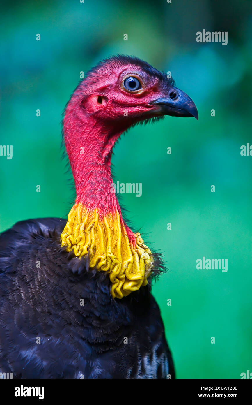Australian Brush Turkey Stock Photo - Alamy