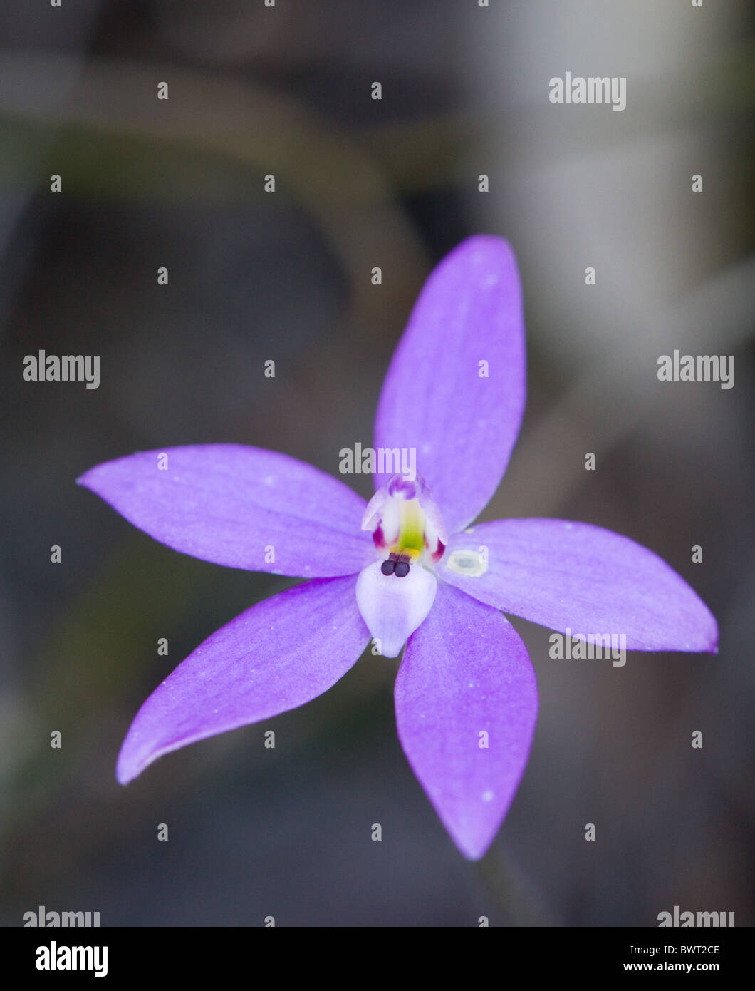 Australian native orchid flower hires stock photography and images Alamy