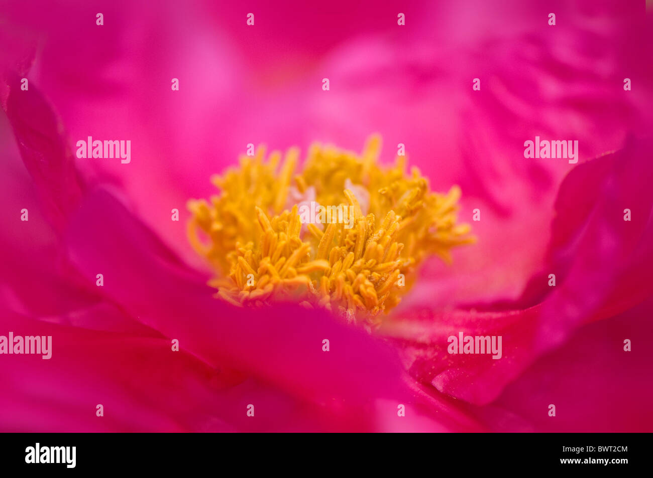 A closeup image of the beautiful cerise pink Paeonia lactiflora