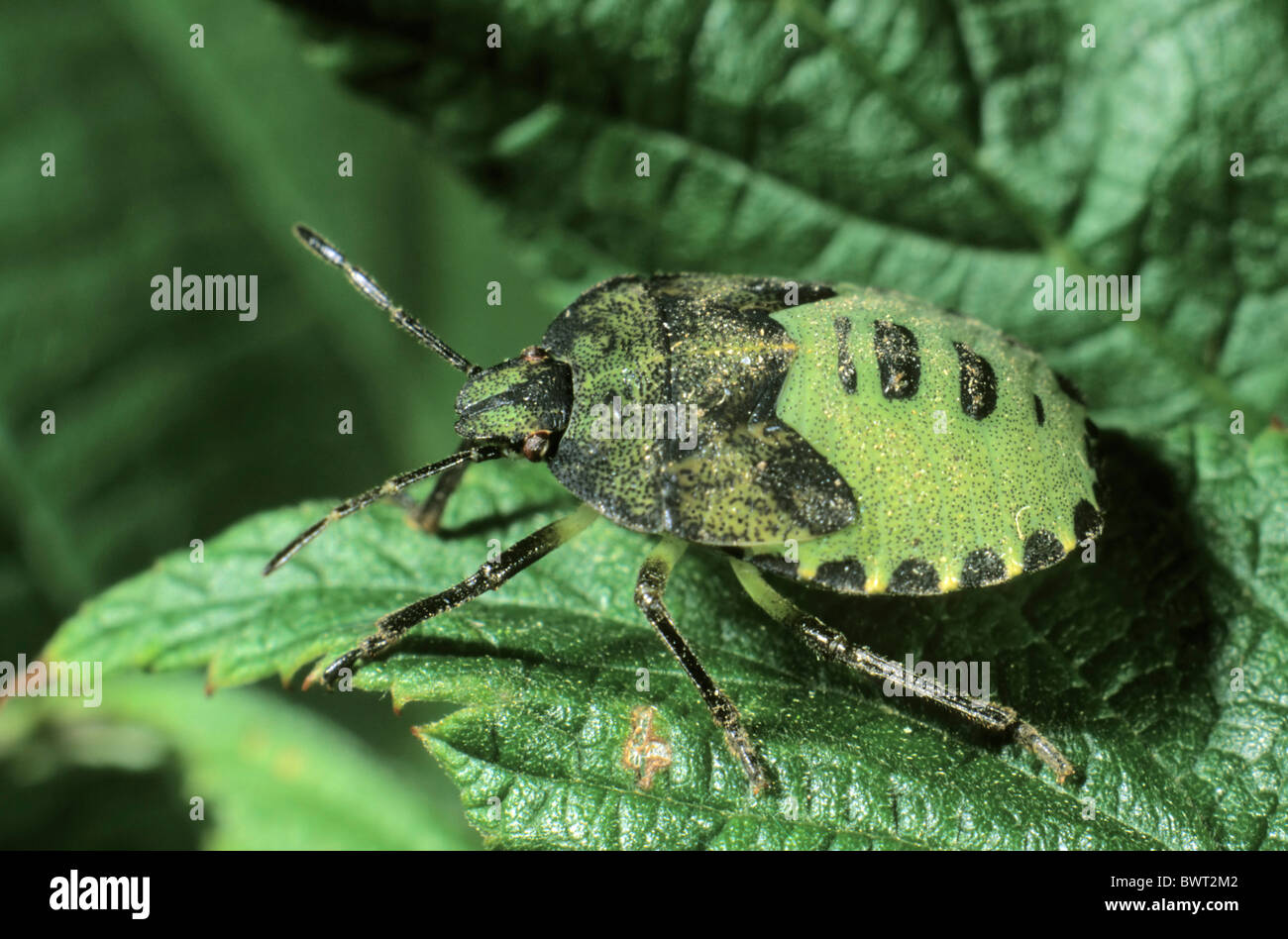 Green Shield Bug (Palomena prasina), larvae Stock Photo