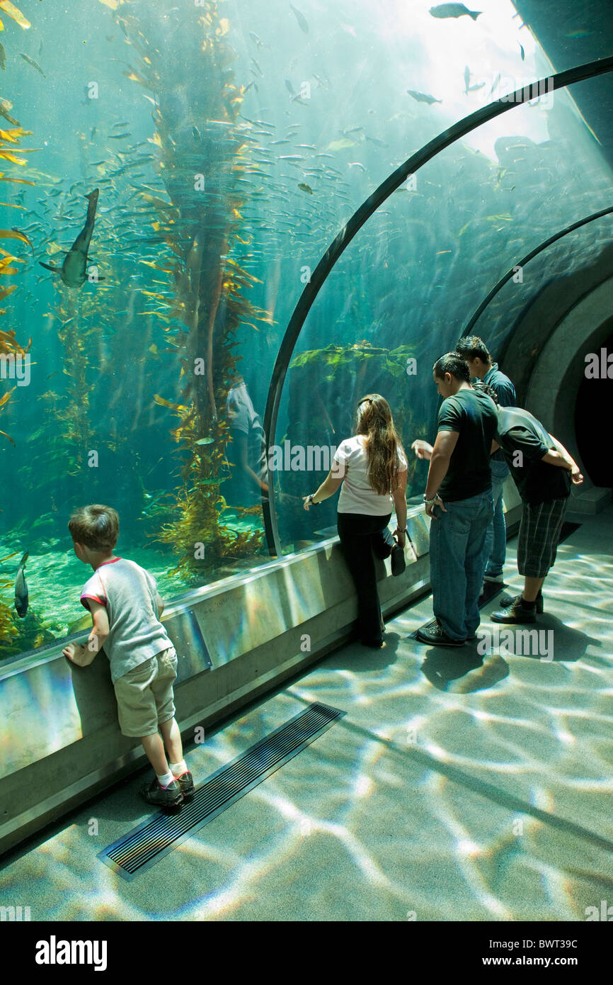 Aquarium in the Island Zone at the Ecosystems Exhibit at the California Science Center Stock Photo