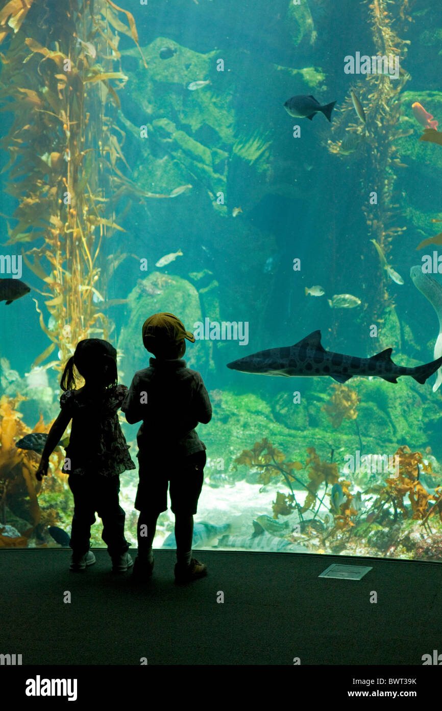 Aquarium in the Island Zone at the Ecosystems Exhibit at the California Science Center Stock Photo