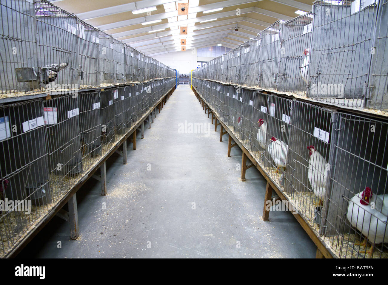 Poultry show cages hi-res stock photography and images - Alamy
