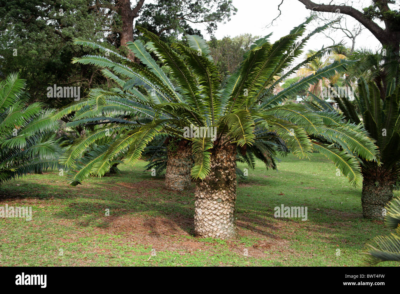 Natal Cycad, Encephalartos natalensis, Zamiaceae, Durban Botanical Gardens, South Africa. Stock Photo