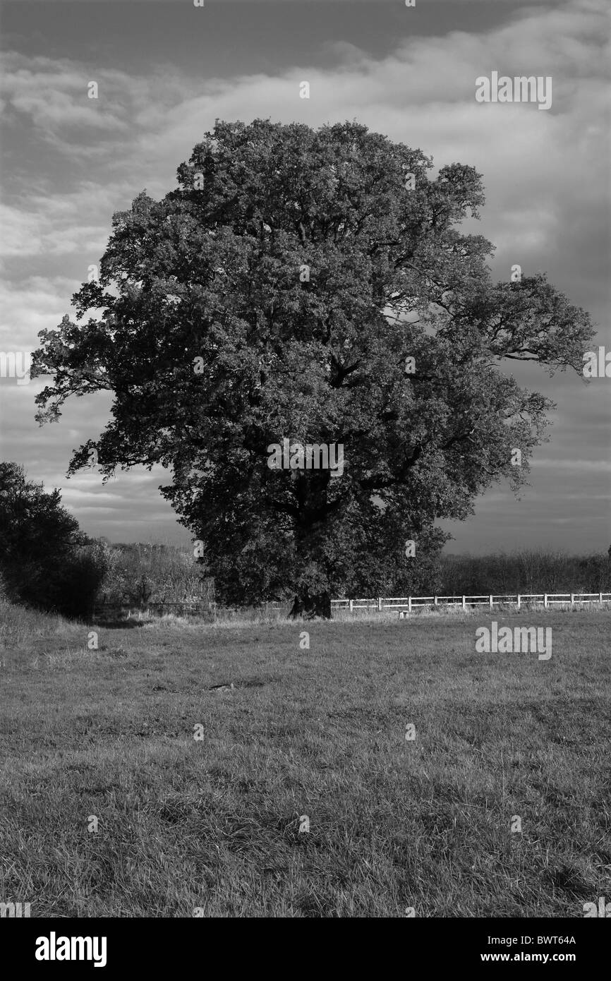 A single Oak tree in a field in Autumn Stock Photo