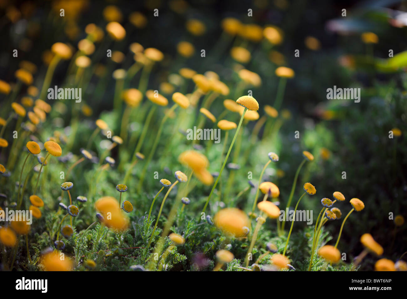 Yellow Color Small Size Flower Set Of 20