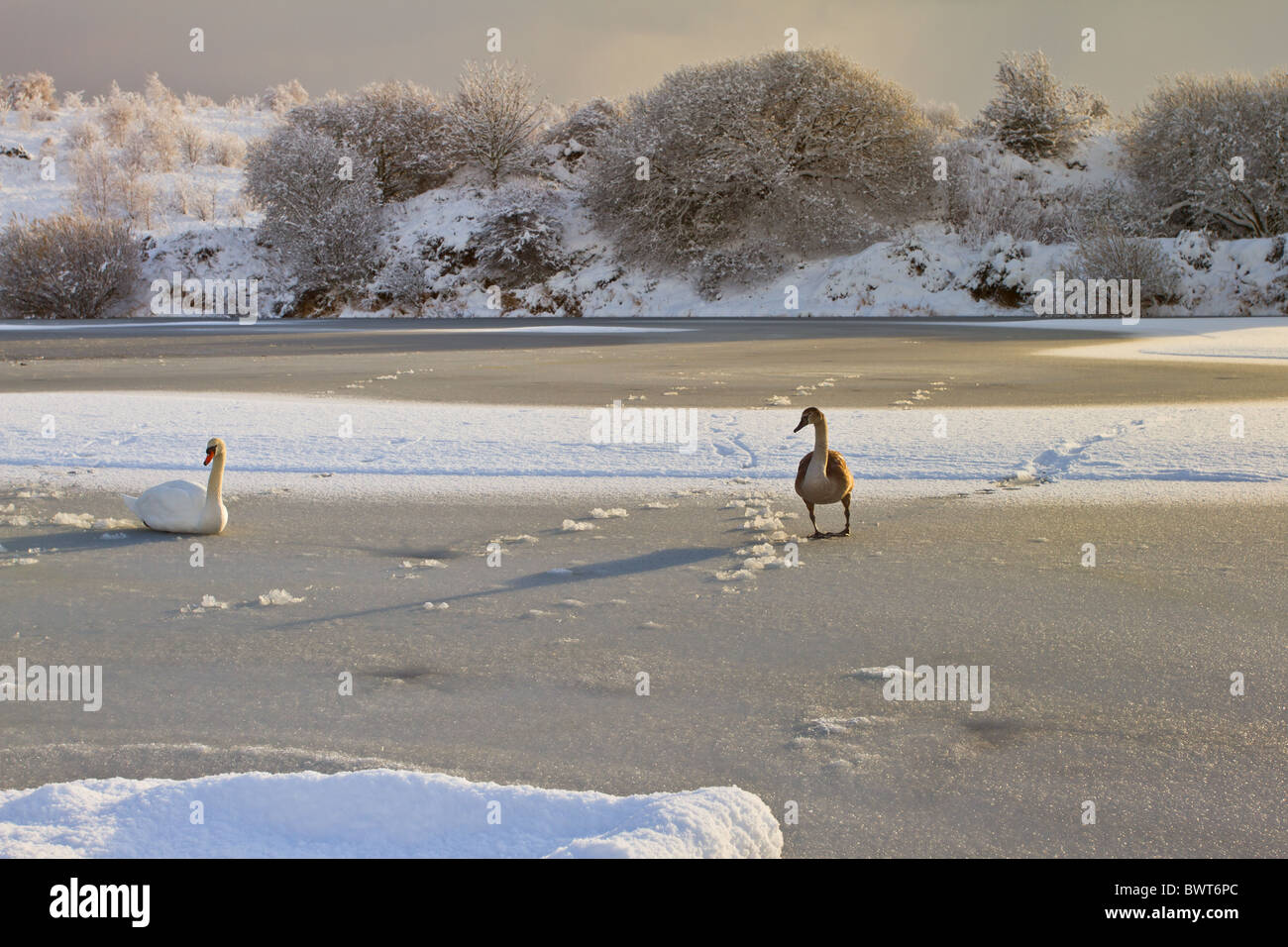 Picturesque winter scenic of thick covering of snow and swans on frozen pond. Stock Photo