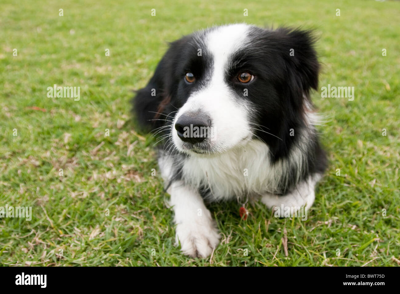 will my border collie ever calm down