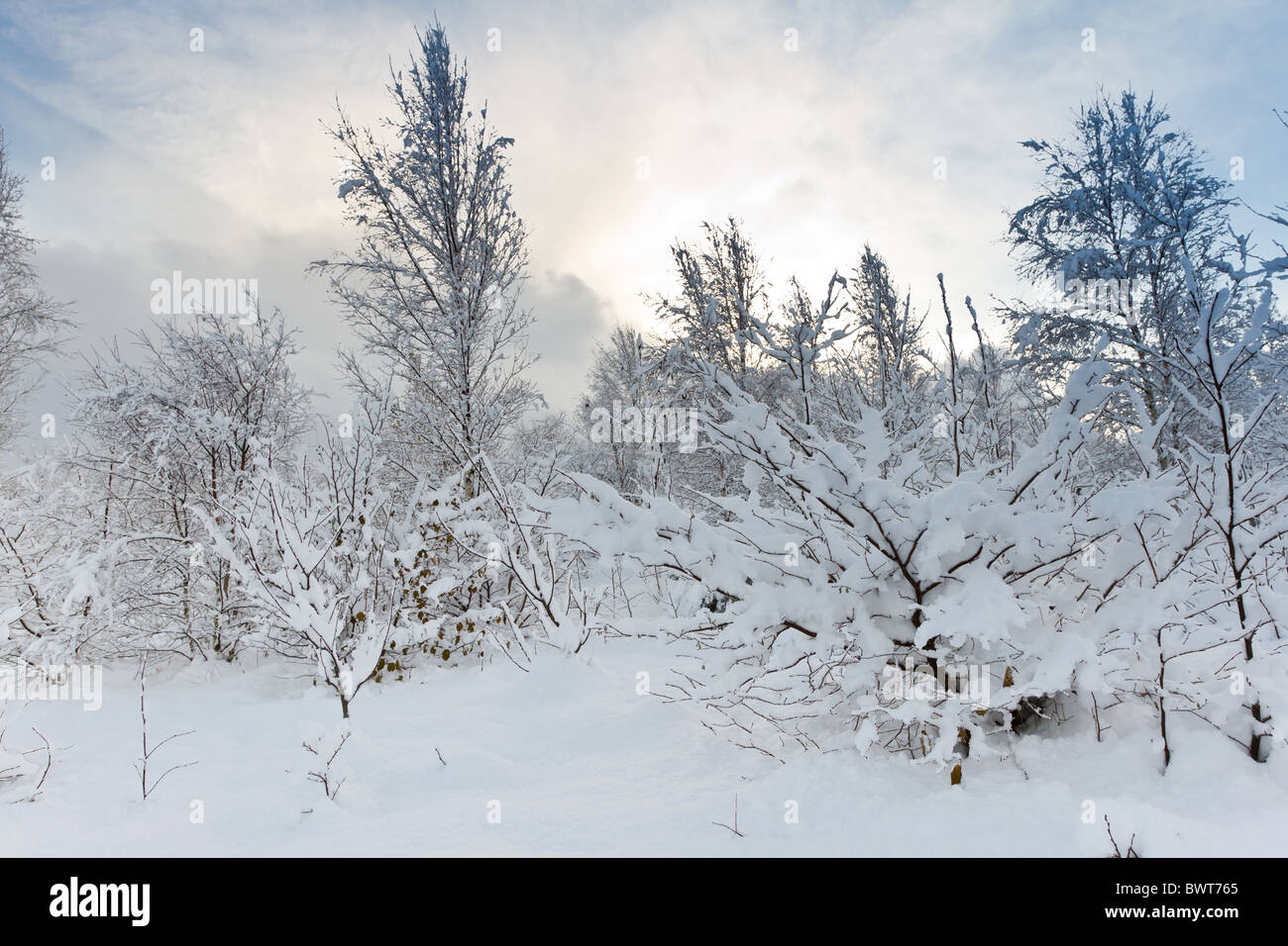 Picturesque winter scenic of thick covering of snow and trees Stock ...
