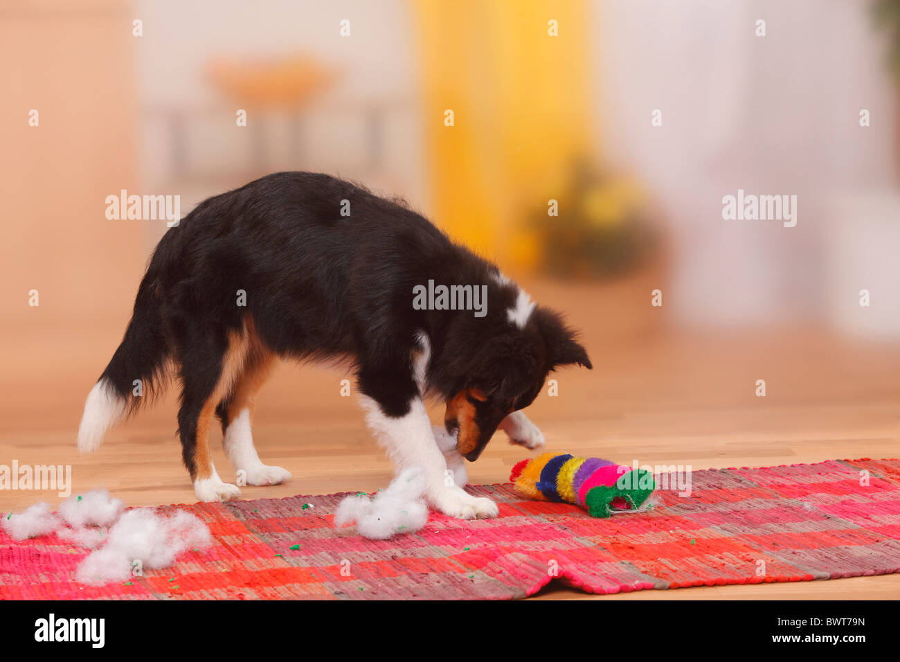 Sheltie, puppy, 4 1/2 months, destroying toy / Shetland Sheepdog Stock