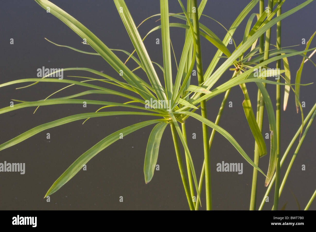 Aquatic Cultivated Cultivate Cultivation Cyperus Egyptian Garden Gardening Horticultural Horticulture Marginal Papyrus Plant Stock Photo
