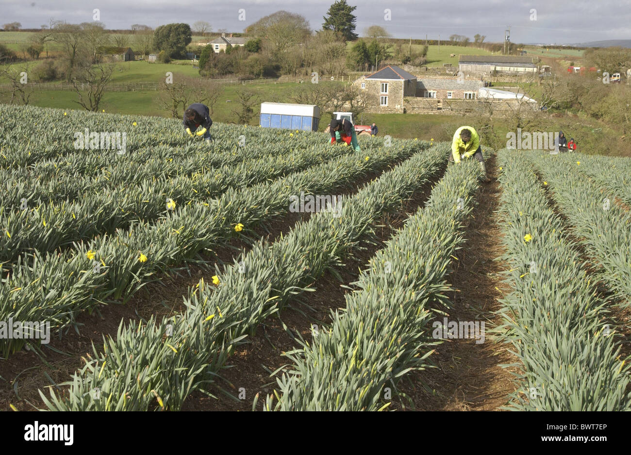 Horticulture workers picking Daffodil Narcissus Stock Photo Alamy