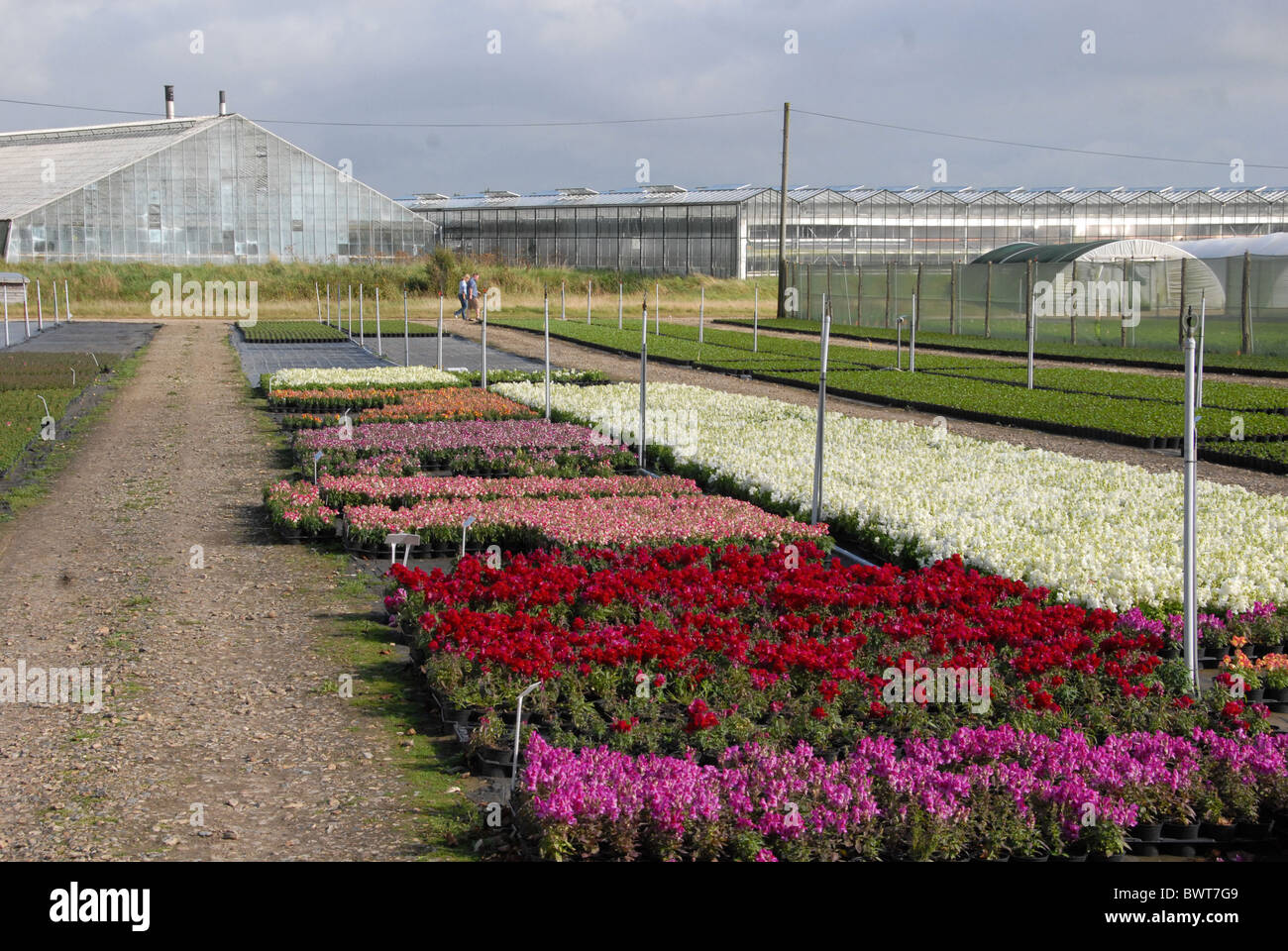 glasshouses commercial antirrhinum nursery west sussex horticulture