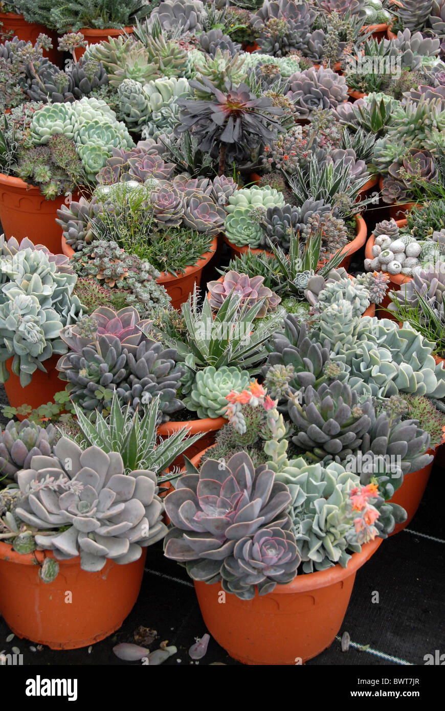 Potted succulents hi-res stock photography and images - Alamy