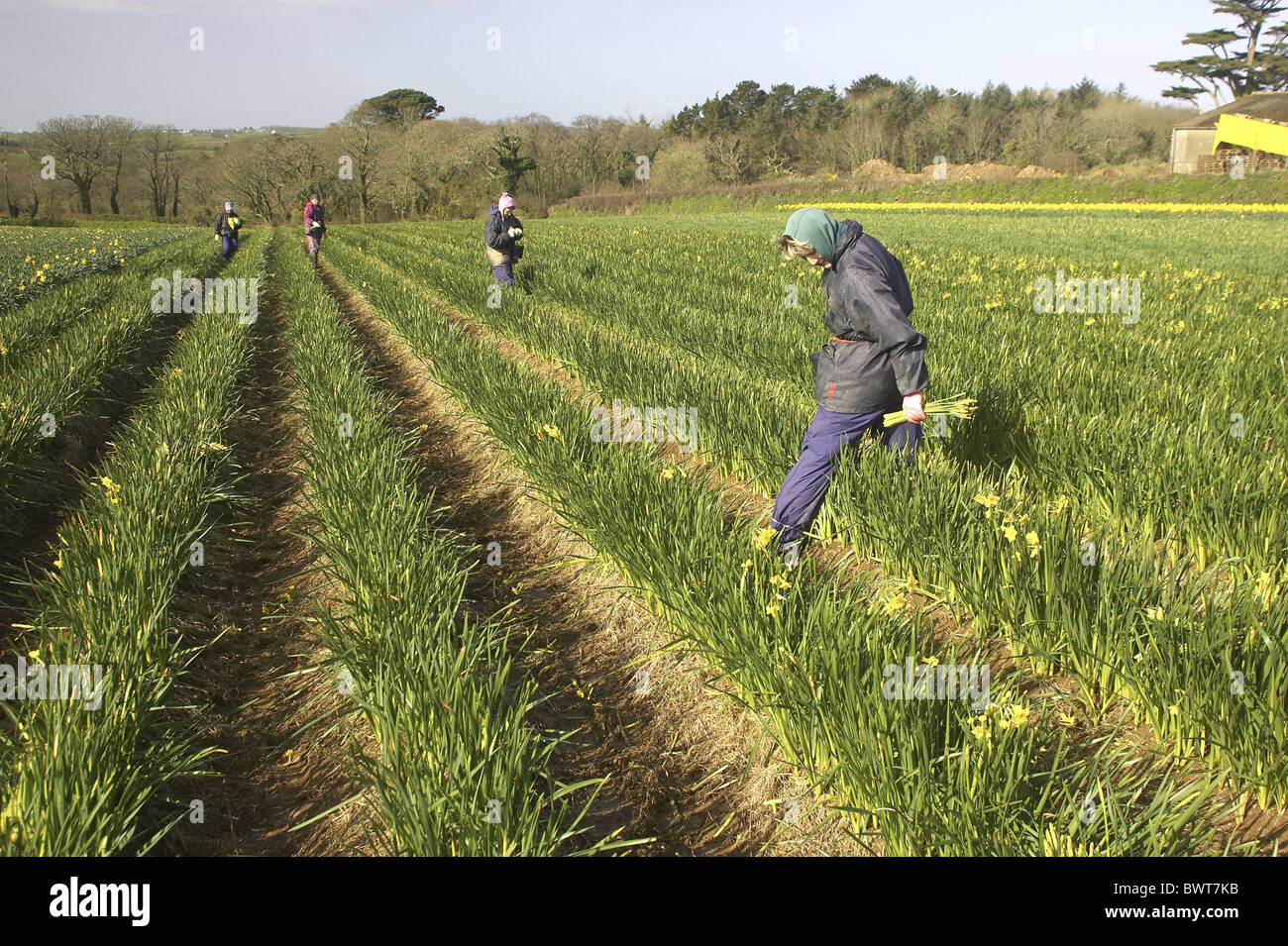 collecting Cutting Daffodils cut flower trade Cornwall cultivar flowers flowers colour yellow