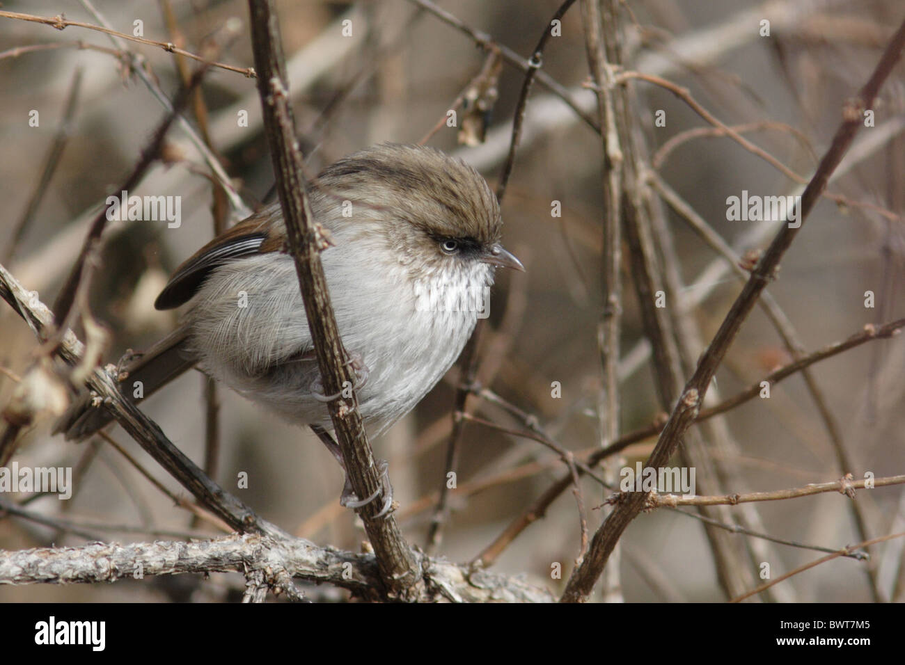 Chinese Fulvetta (Alcippe striaticollis) adult, perched on twig, Sichuan Province, China, november Stock Photo