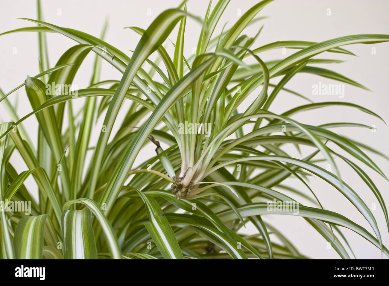 Spider plant Chlorophytum comosum New Offshoot House plant