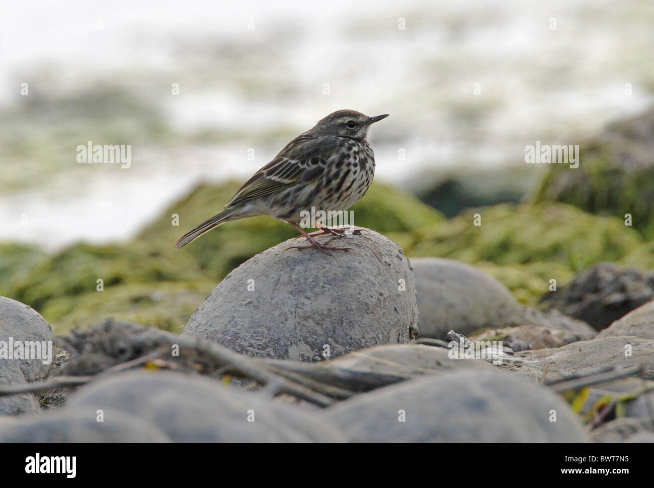 Rosy Pipit (Anthus roseatus) adult, non-breeding plumage, perched on stone at riverside, Chitwan N.P., Nepal, january Stock Photo