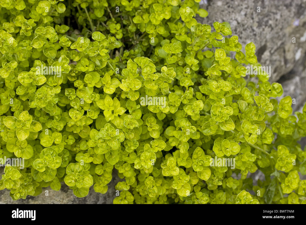 Golden Marjoram Marjorams Origanum Vulgare Aureum Lamiaceae leaf Leaves