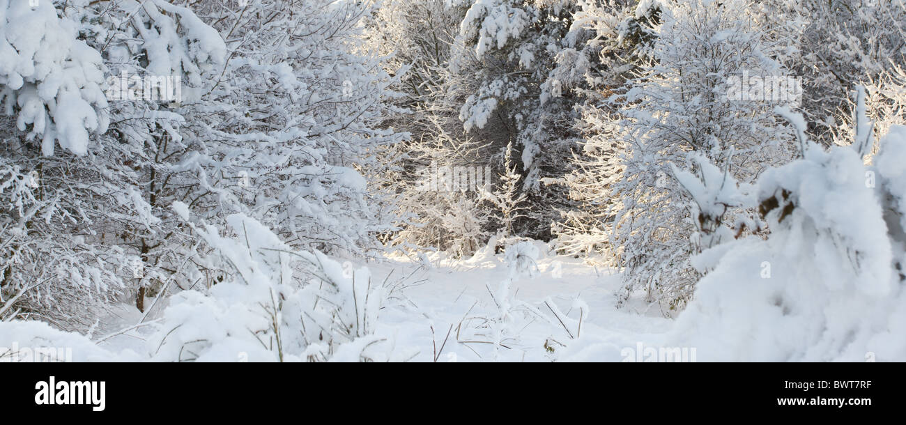 Picturesque winter scenic of thick covering of snow and trees. Stock Photo
