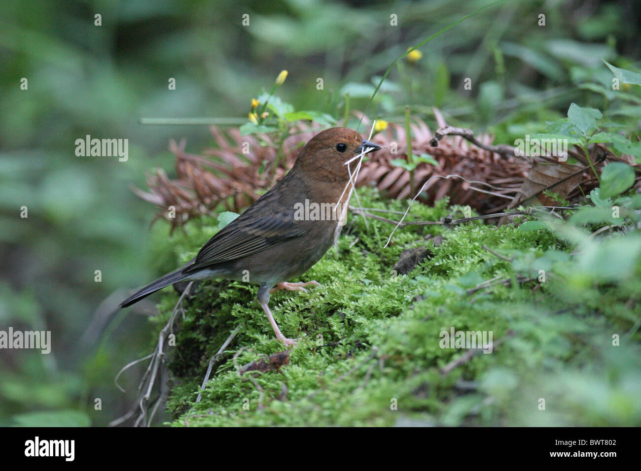 Slaty Bunting (Latoucheornis siemsseni) adult female, collecting nesting material, Sichuan Province, China Stock Photo