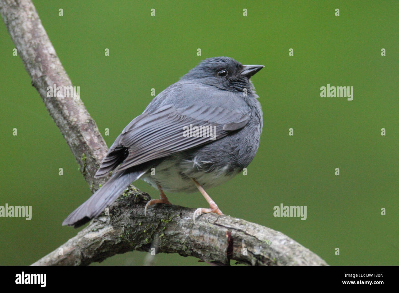 Slaty Bunting (Latoucheornis siemsseni) adult male, perched on branch, Sichuan Province, China Stock Photo