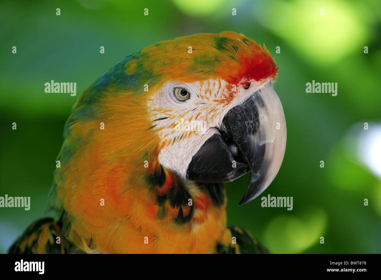 Macaw hybrid (Ara hybrid) adult, close-up of head Stock Photo