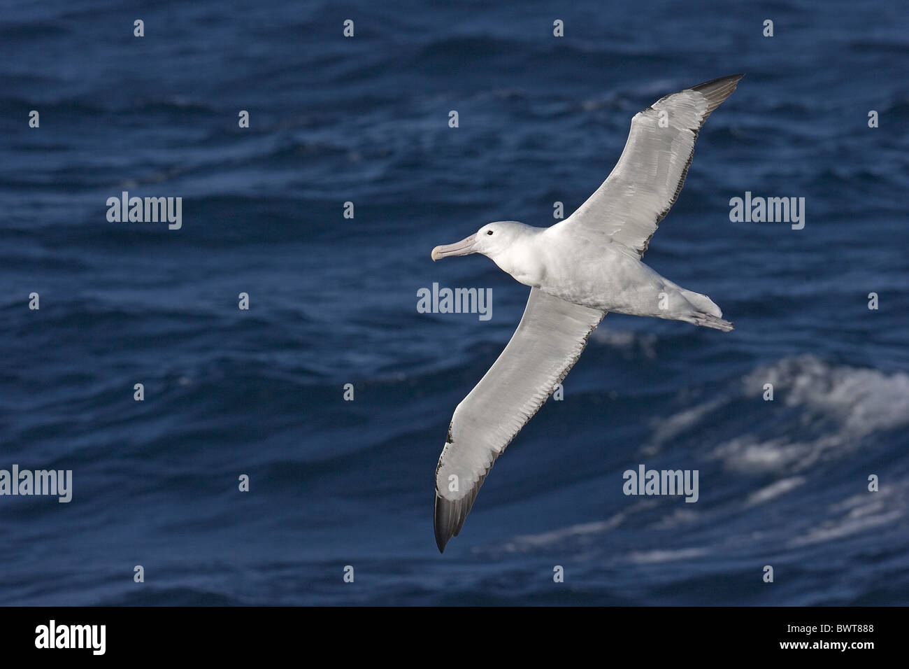 Southern Royal Albatross (Diomedea epomophora) adult, in flight over sea, South Atlantic Ocean, Antarctica Stock Photo