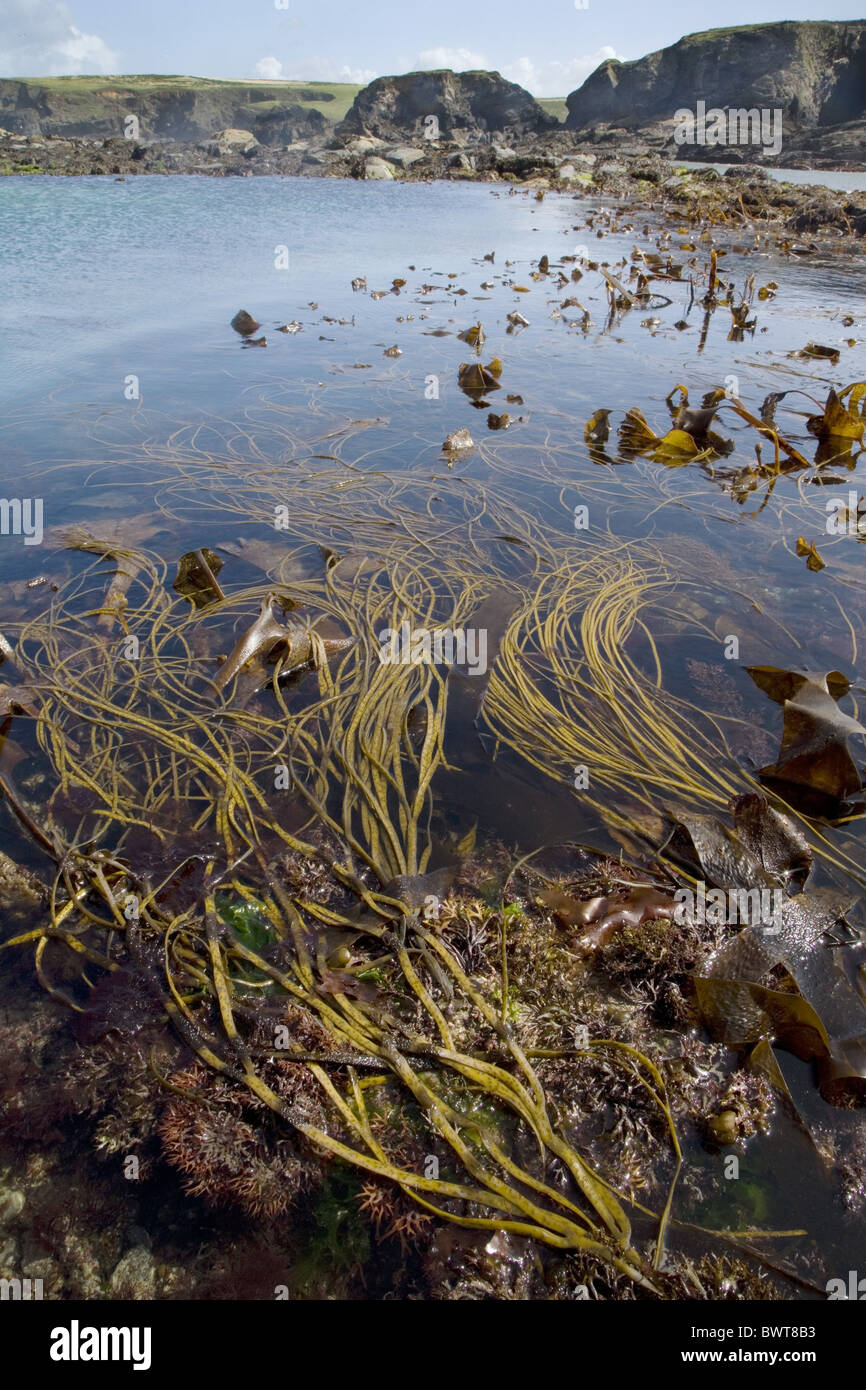 Sea-thong (Himanthalia elongata) and Kelp (Laminaria digitata) in lowtide rockpool habitat, Porth Mear, Cornwall, England, Stock Photo