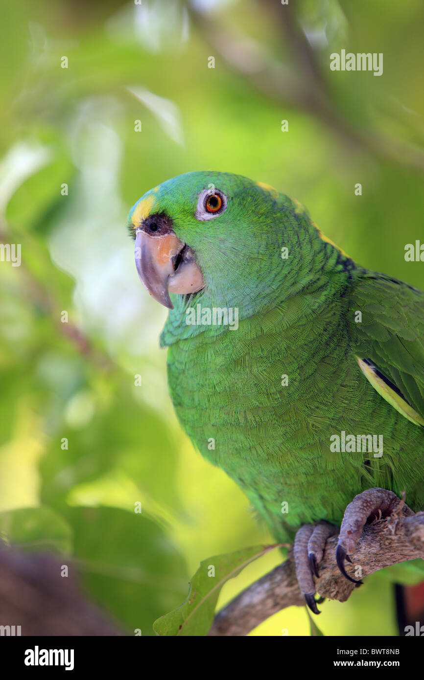 Yellow naped amazon parrot hi-res stock photography and images - Alamy