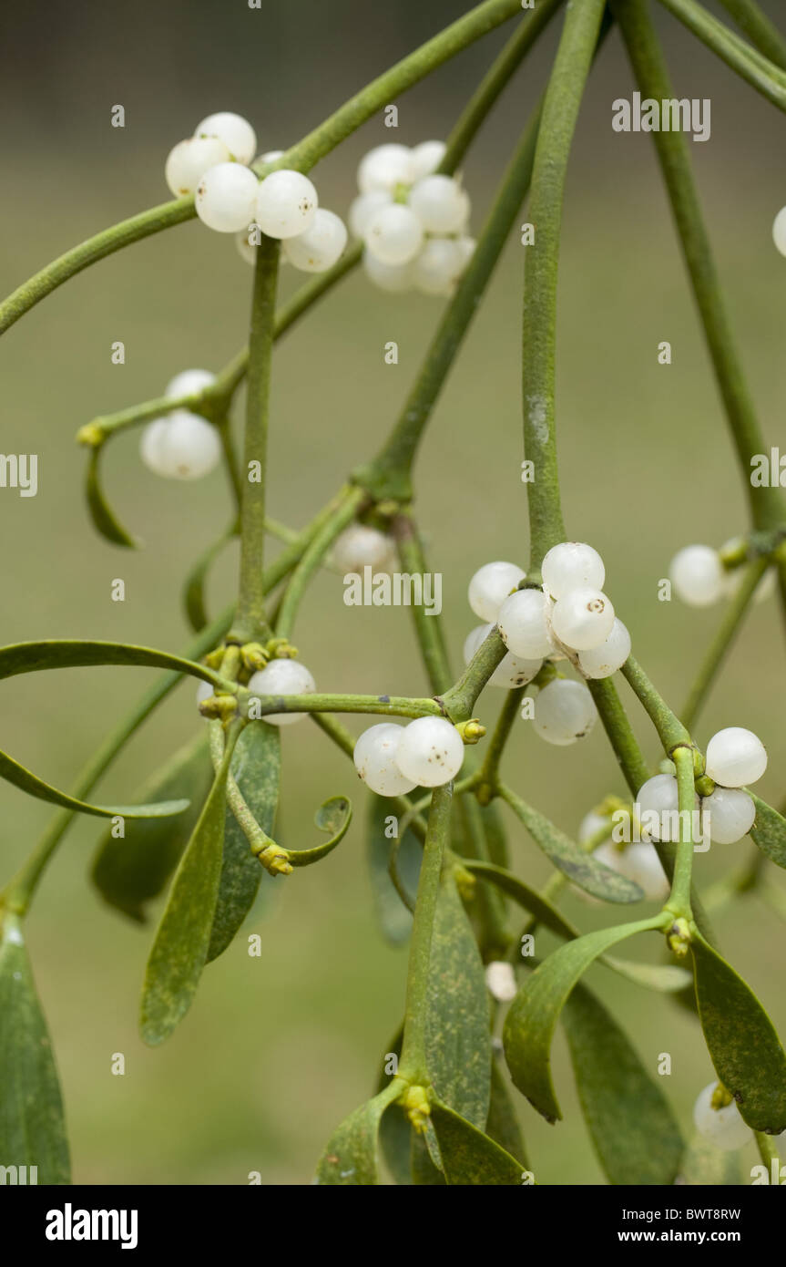 mistletoe mistletoes plant plants parasite parasites parasitic europe european nature shrub