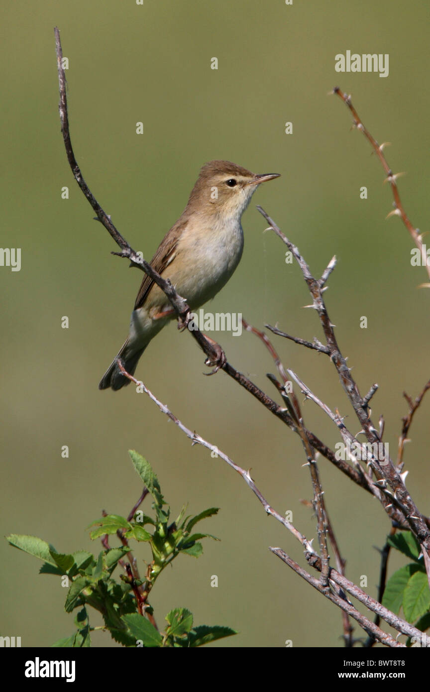 Booted Warbler Hippolais caligata adult perched Stock Photo