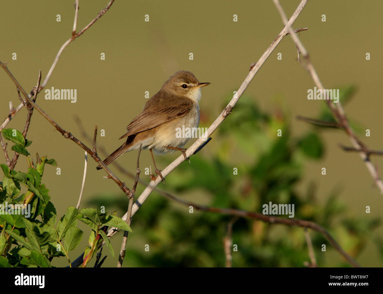 Booted Warbler Hippolais caligata adult perched Stock Photo