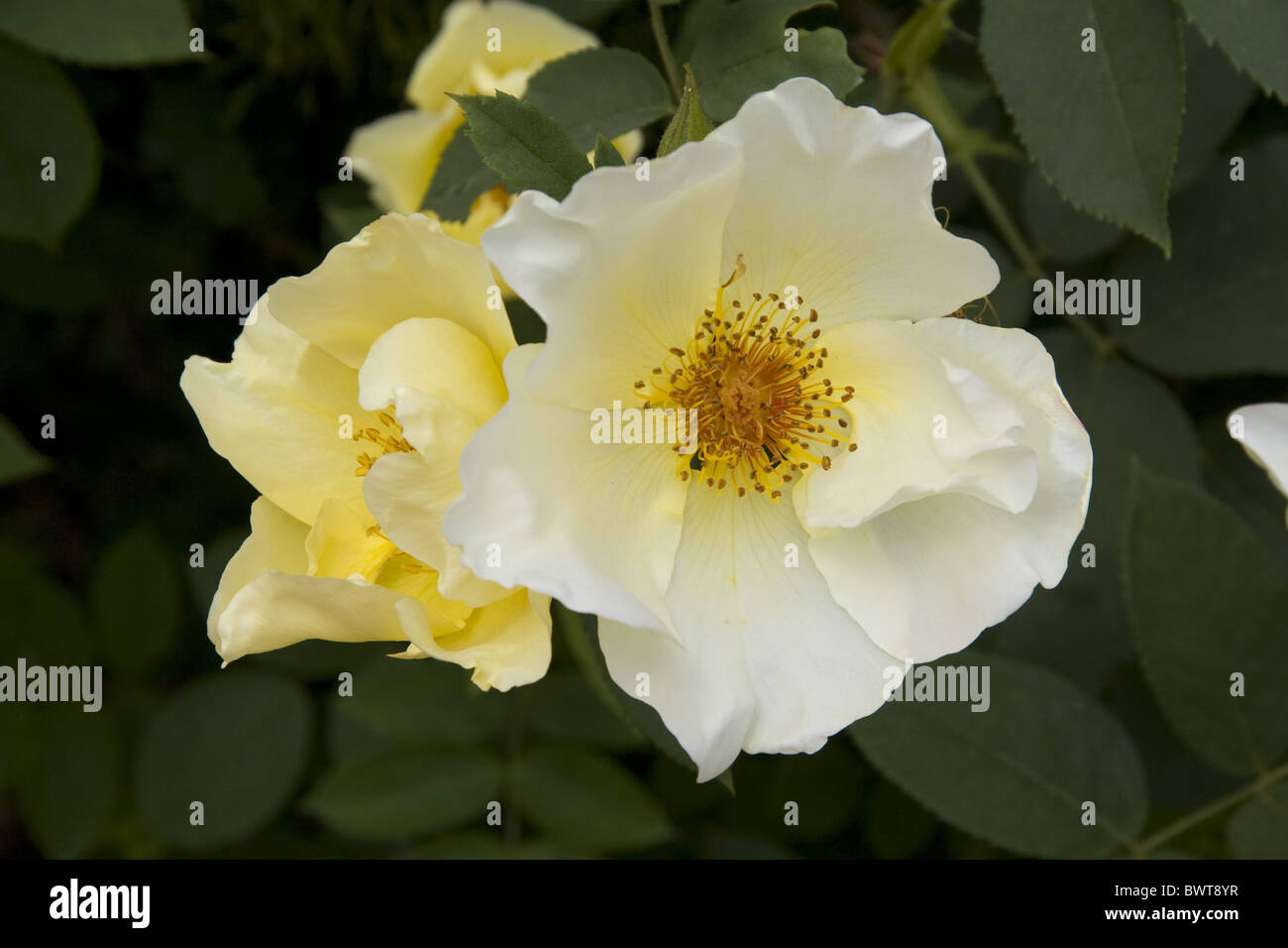 Rose rosa golden wings hi-res stock photography and images - Alamy