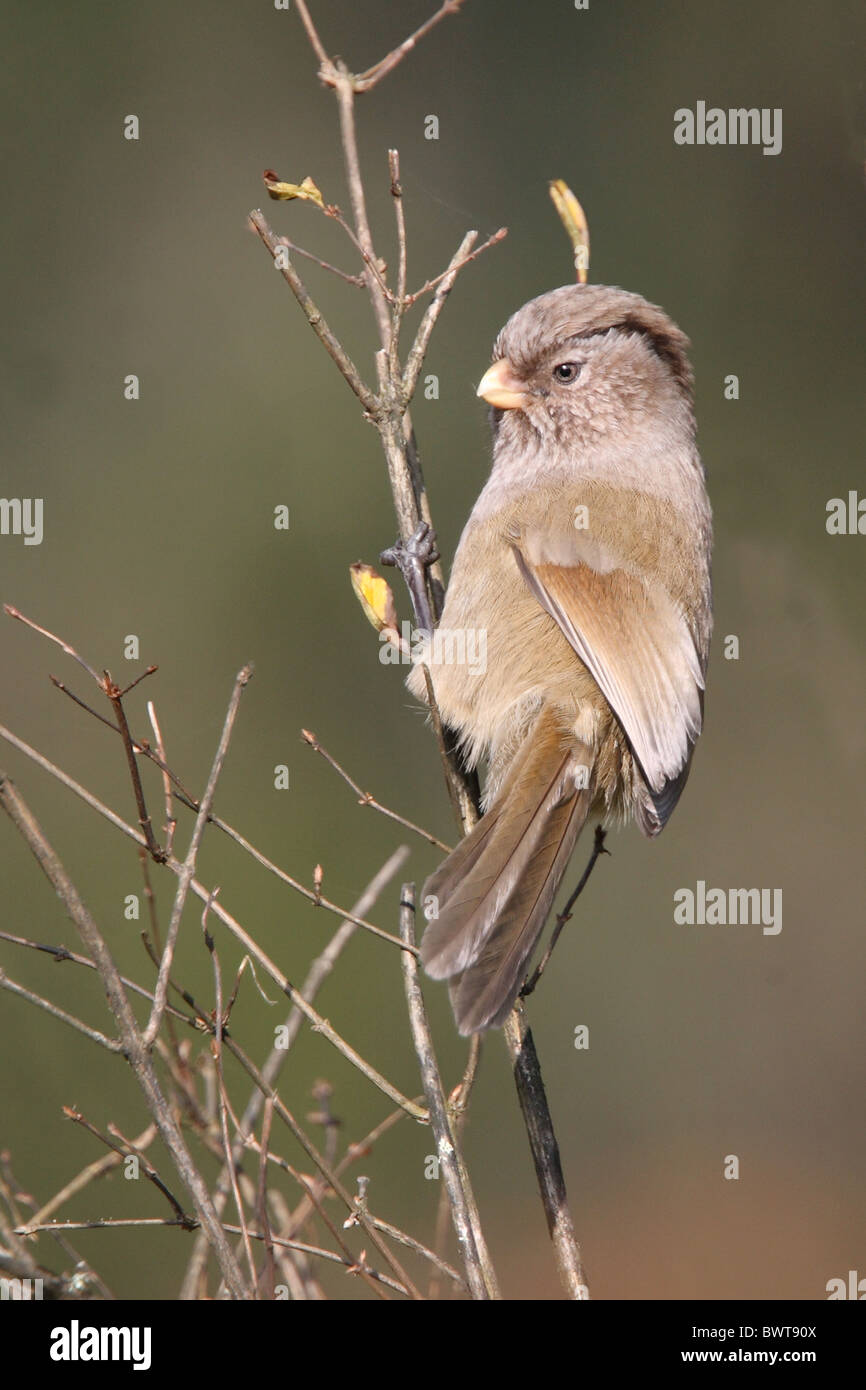 Brown Parrotbill (Paradoxornis unicolor) adult, perched on twig, Erlang Shan, Sichuan Province, China, november Stock Photo