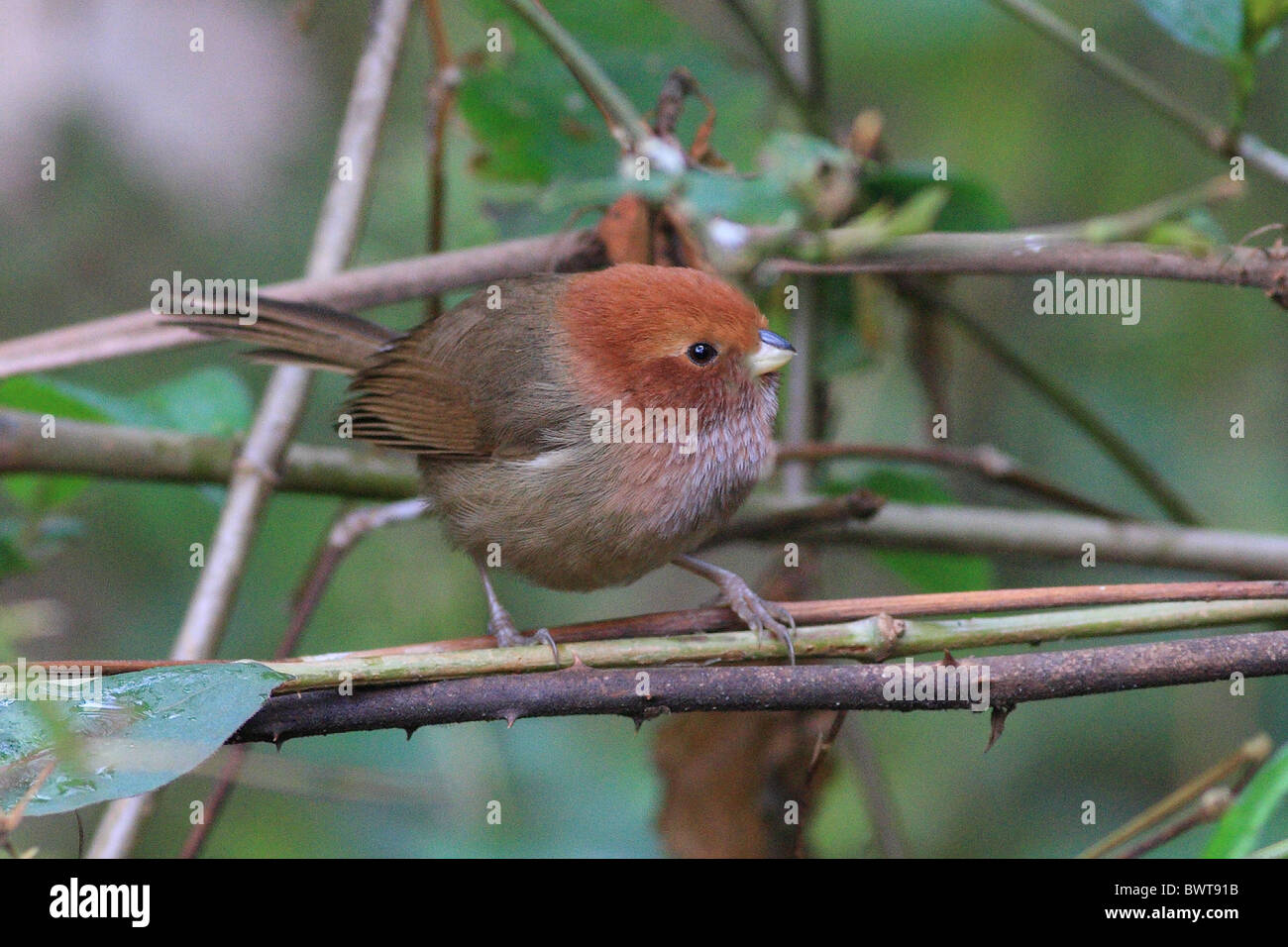 Brown-winged Parrotbill (Paradoxornis brunneus) adult, perched on twigs, Tengchong, Yunnan, China, march Stock Photo