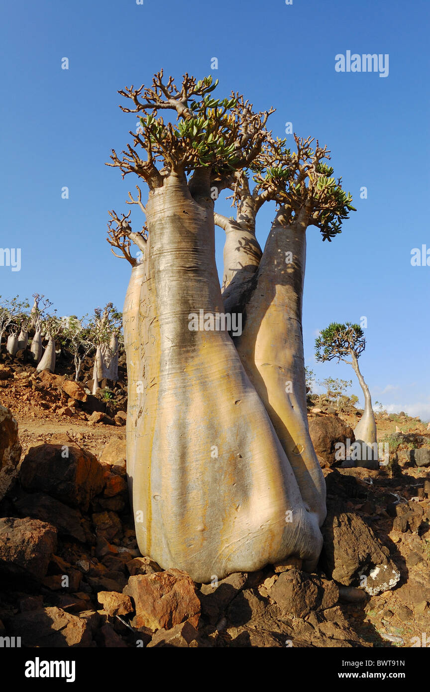 Adenium obesum Socotra Yemen "desert rose" "desert roses" "desert-rose"  "desert-roses" plant plants apocynaceae evergreen Stock Photo - Alamy