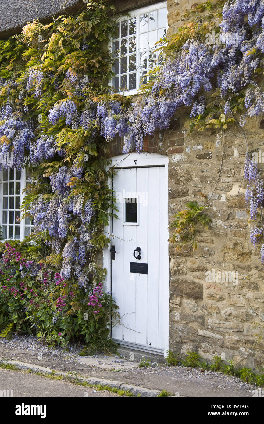 britain british england english dorset abbotsbury house houses growing  flower flowers flowering wisteria door doors climber Stock Photo - Alamy