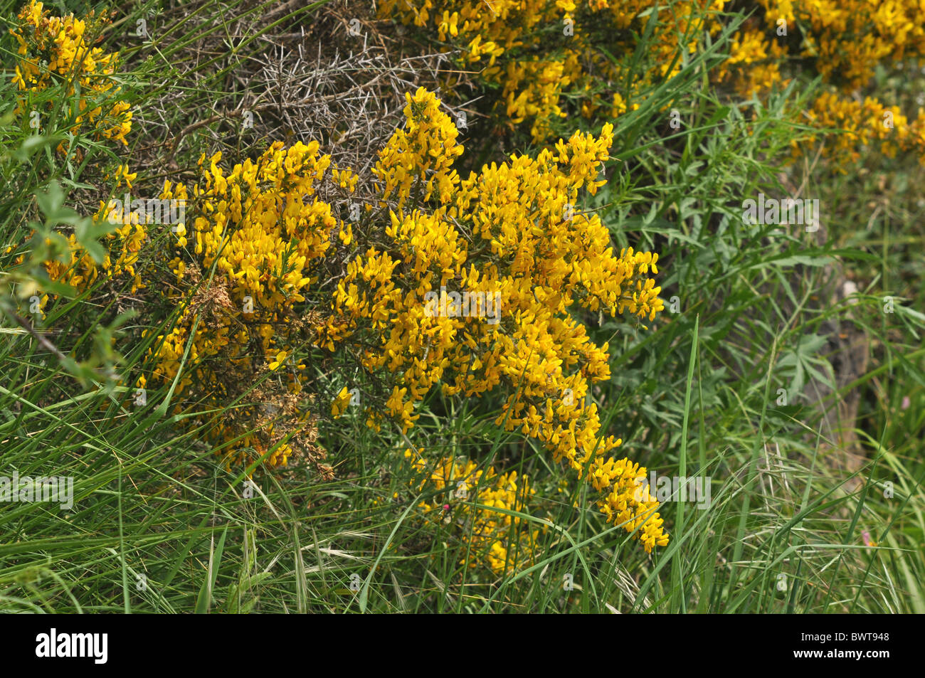 plant flower shrub gorse pyrenees spain shrub shrubs tree trees plant