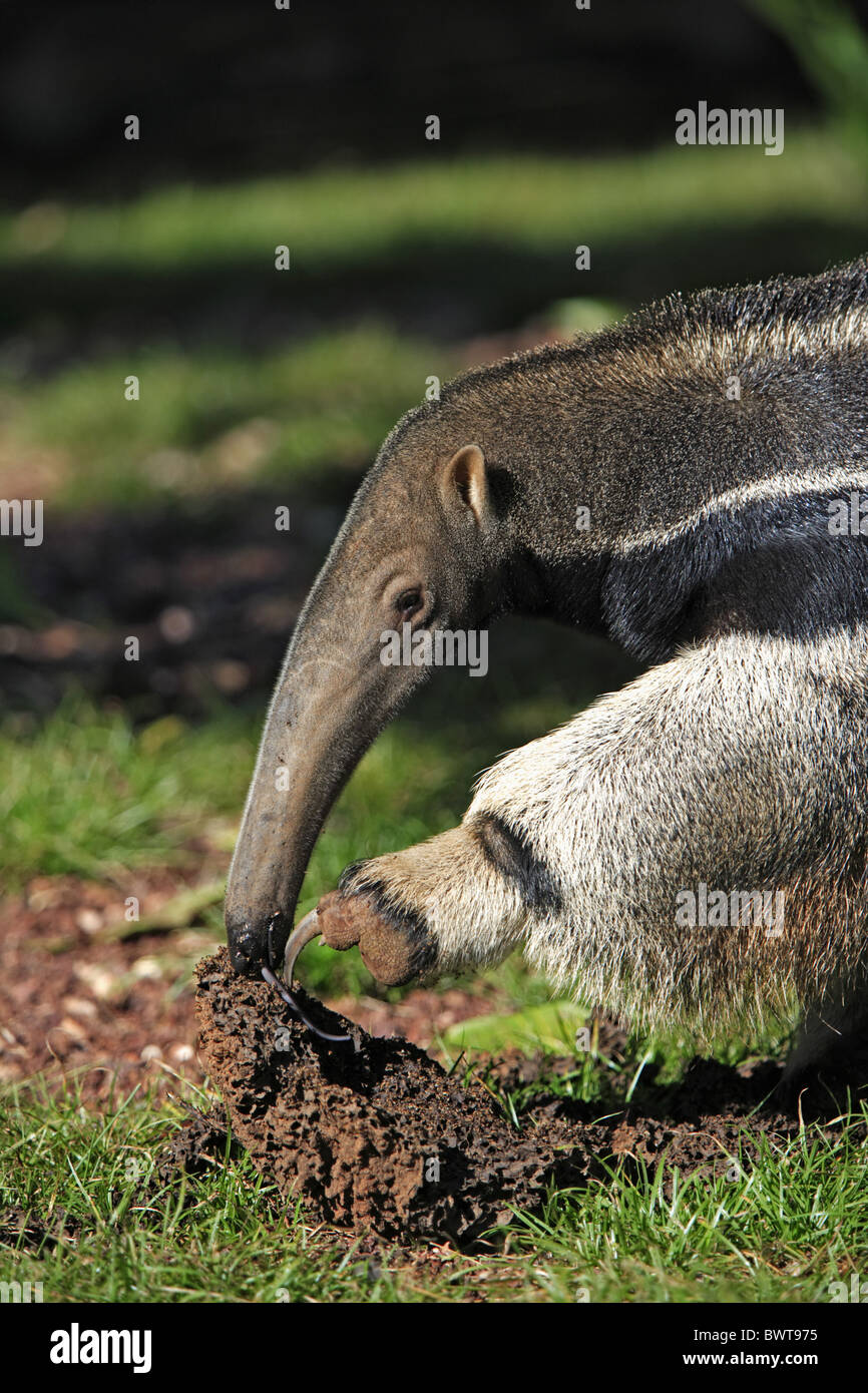 fressend - feeding Portrait giant anteater anteaters xenarthra insectivore insectivores mammal mammals animal animals 'south Stock Photo