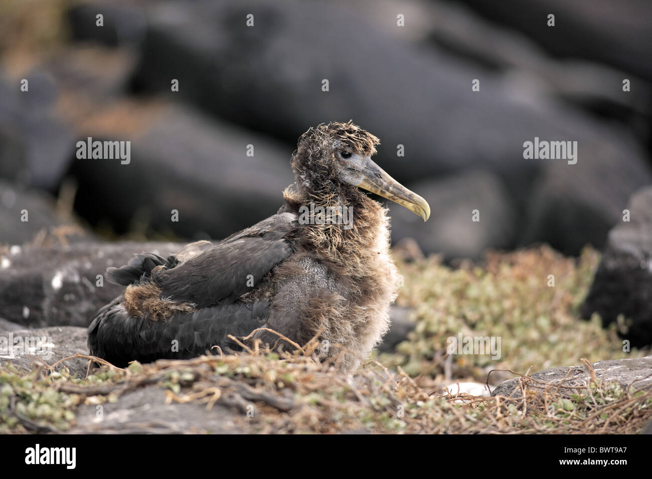 Albatross on galapagos islands hi-res stock photography and images - Alamy