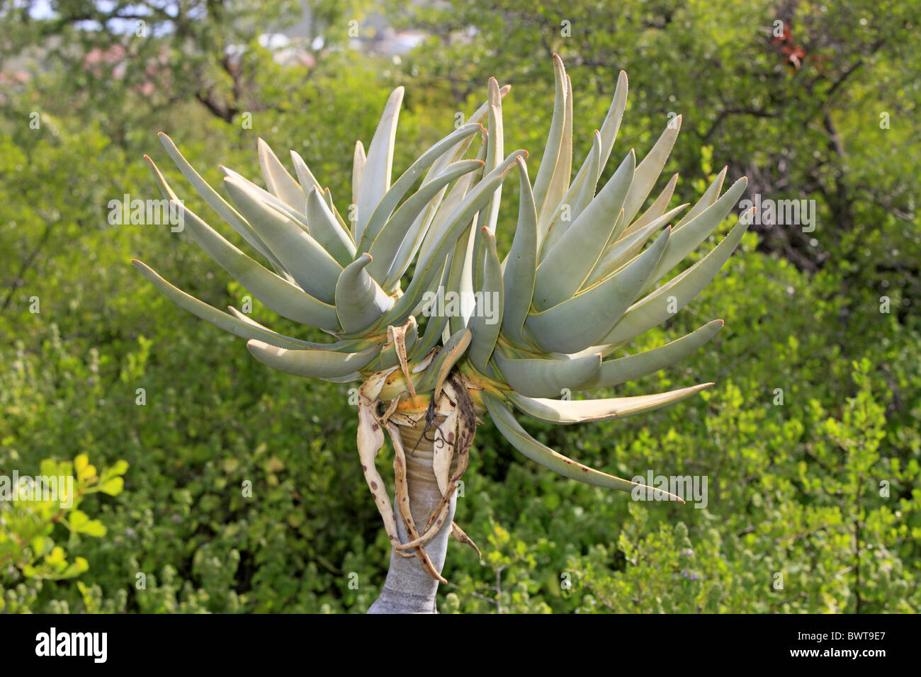 Blaetter - leaves tree trees aloe aloes plant plants 'quiver tree' kokerboom quivertree quivertrees africa african nature Stock Photo