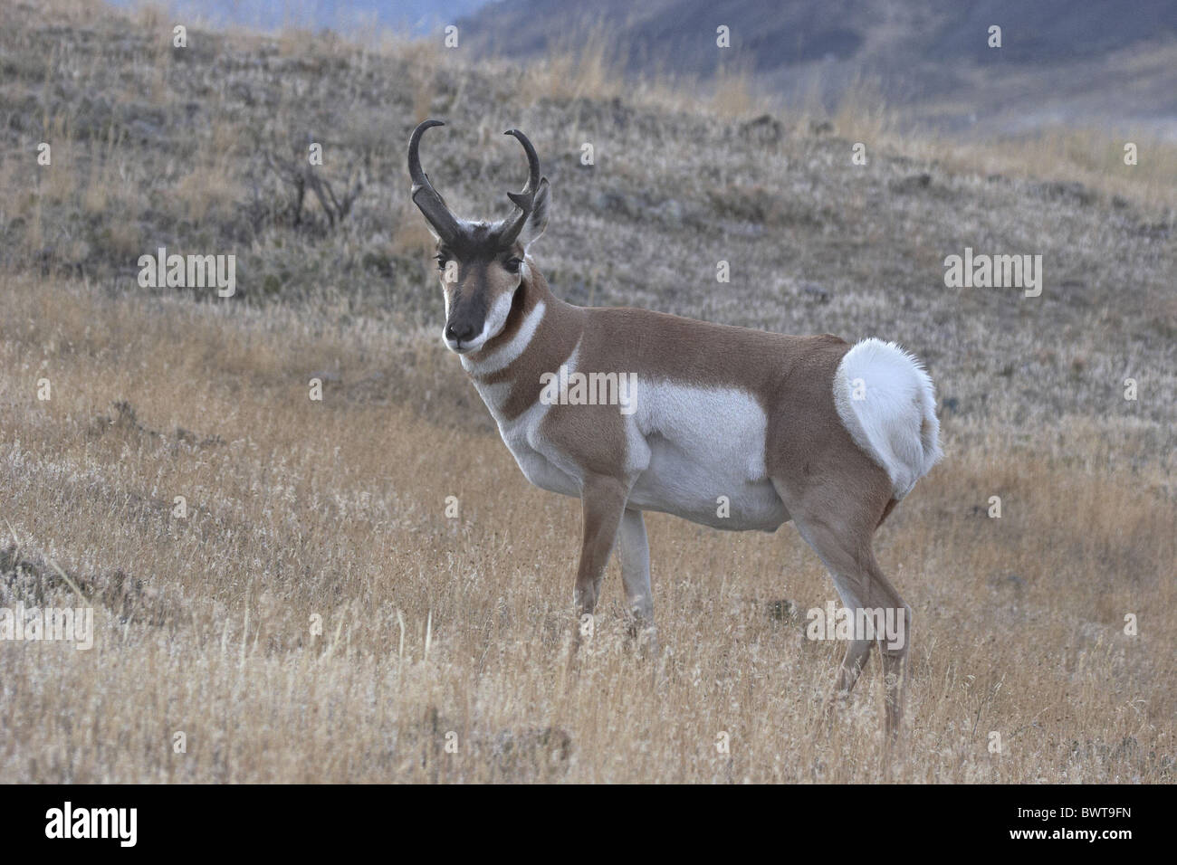 pronghorn antelope "pronghorn antelopes" pronghorn pronghorns hoofed herbivore herbivores "north