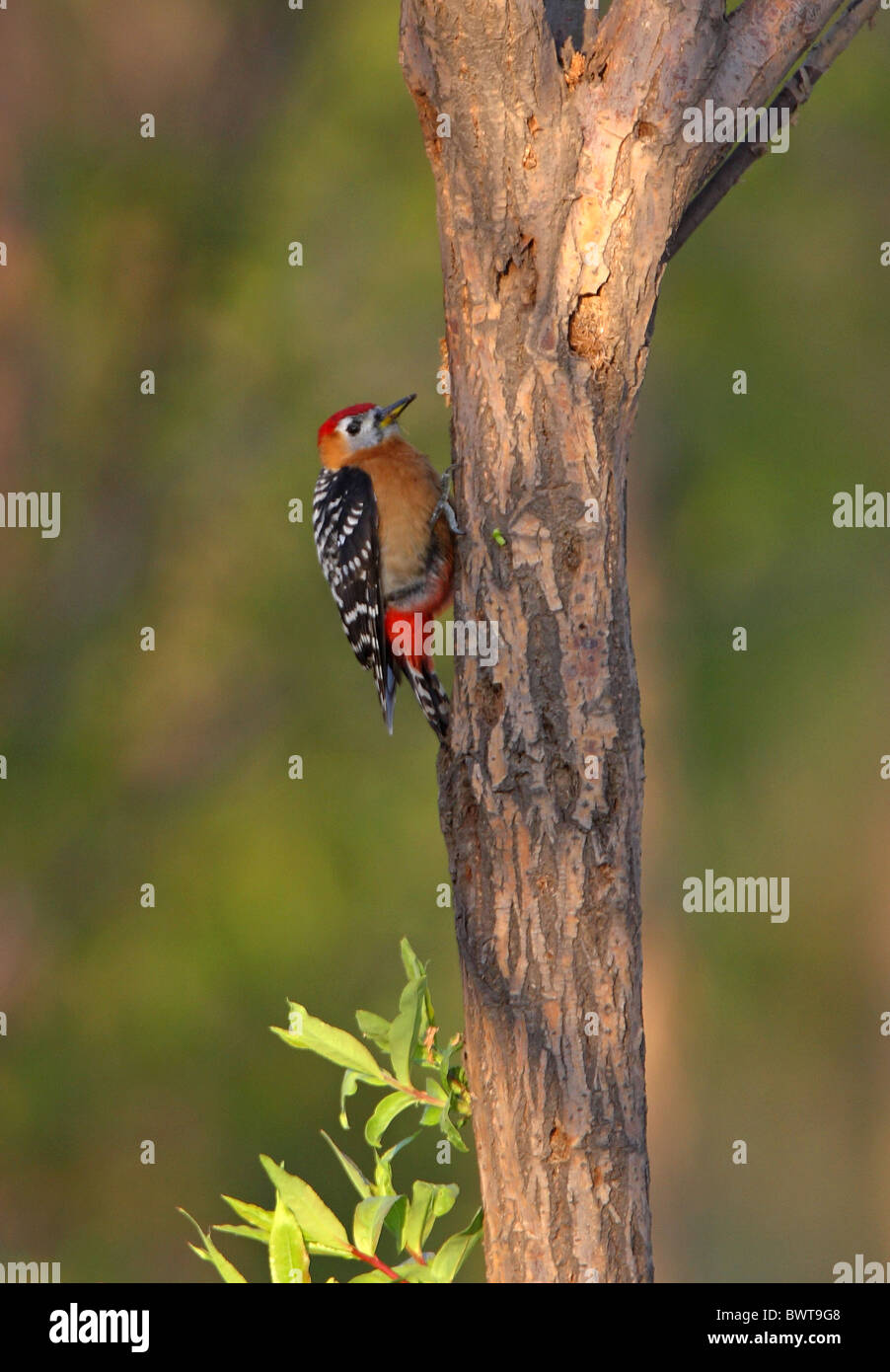 Rufous-bellied Woodpecker (Dendrocopos hyperythrus subrufinus) adult male, clinging to tree trunk, Hebei, China, may Stock Photo