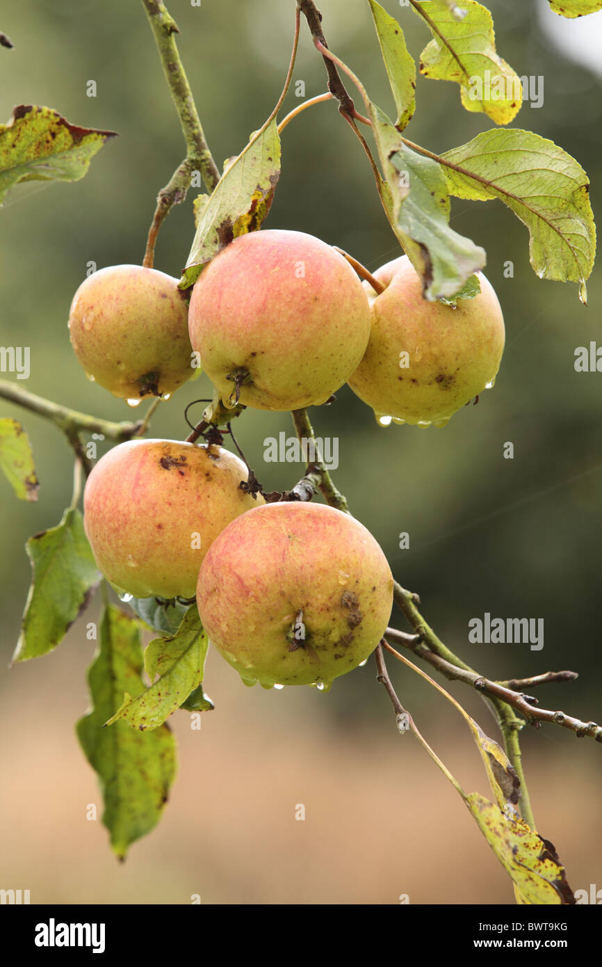 Cultivated Apple Malus domestica fruit fruiting tree orchard variety varieties crop cropping cultivate cultivated farm farming Stock Photo