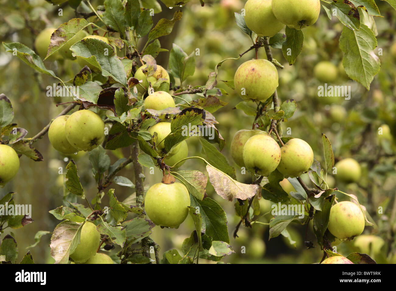 Cultivated Apple Malus domestica fruit fruiting tree orchard variety varieties crop cropping cultivate cultivated farm farming Stock Photo