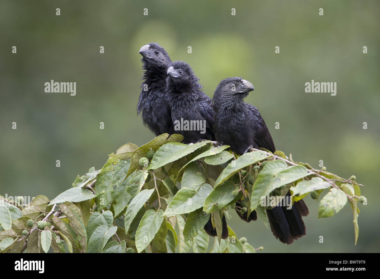 Groove-billed Ani (Crotophaga sulcirostris) three adults, perched on branch, Cayo District, Belize Stock Photo